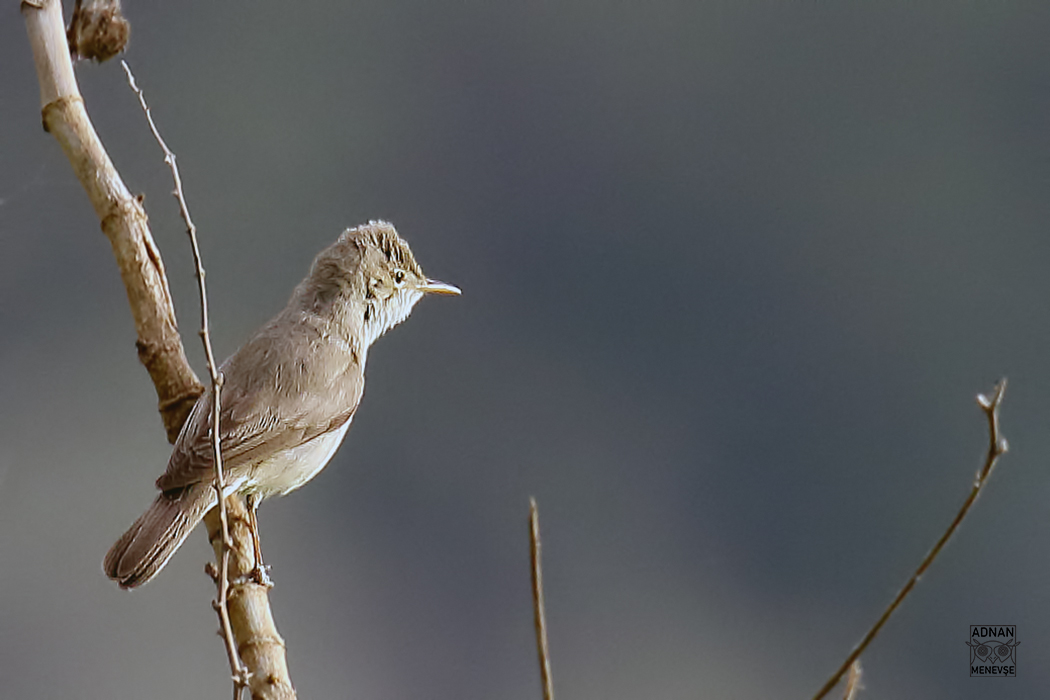 Eastern Olivaceous Warbler